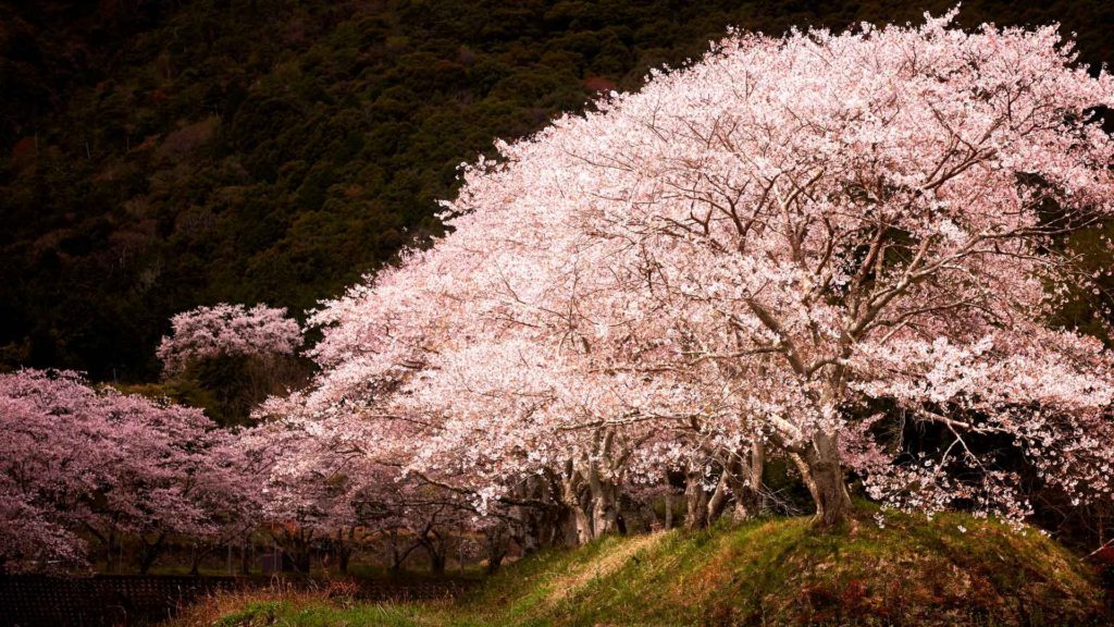 水辺の桜,兵庫