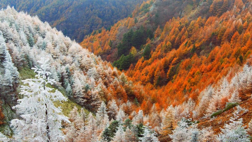 霧氷と紅葉のカラマツ林,長野, 松本